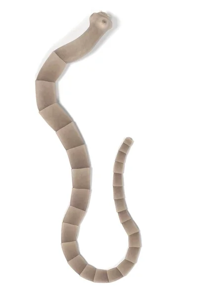 Tenya gerçekçi 3d render