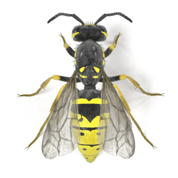 シダクロスズメバチ尋常性の現実的な 3 d のレンダリング — ストック写真