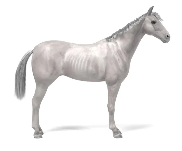 白い馬の現実的な 3 d のレンダリング — ストック写真