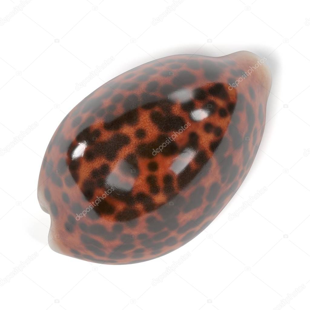 realistic 3d render of Cypraea Tigris (Tiger Cowrie)