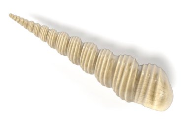 Turritella Terebra (sıkıcı taret salyangoz gerçekçi 3d render)