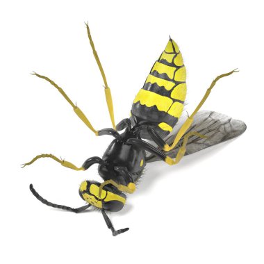 vespula vulgaris gerçekçi 3d render