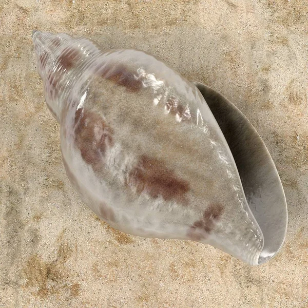 Realistické 3d vykreslení Cancellaria Reticulata (Muškát Shell) — Stock fotografie