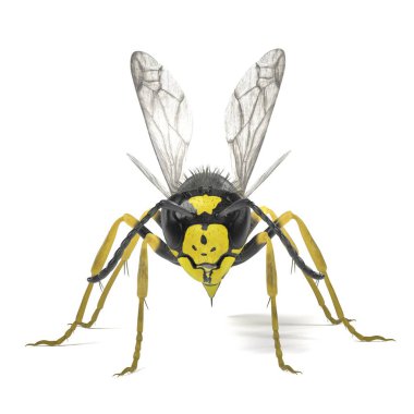 vespula vulgaris gerçekçi 3d render