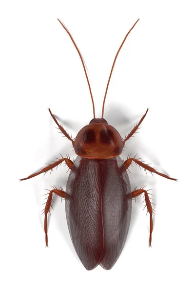 ワモンゴキブリの現実的な 3 d のレンダリング — ストック写真