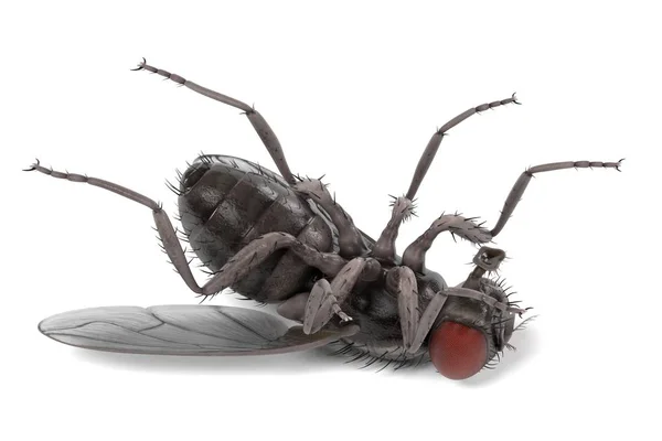 Sinek domestica - ortak sinek gerçekçi 3d render — Stok fotoğraf