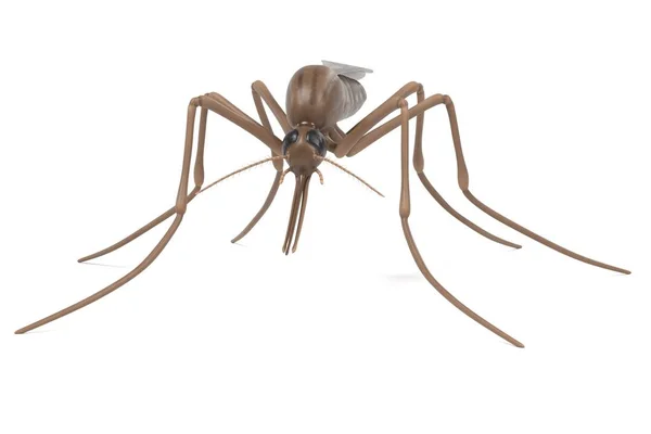 Realistic 3d render of anopheles gambiae — Stock Photo, Image