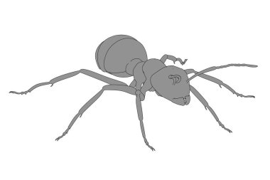 karınca 2D karikatür çizimi