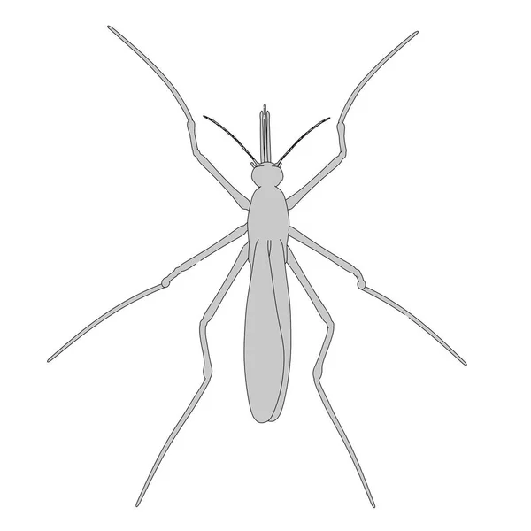 2D-s rajzfilm illusztráció a szúnyog — Stock Fotó