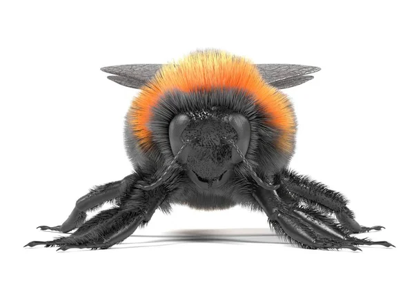 Realistické 3d vykreslení bombus terrestris — Stock fotografie