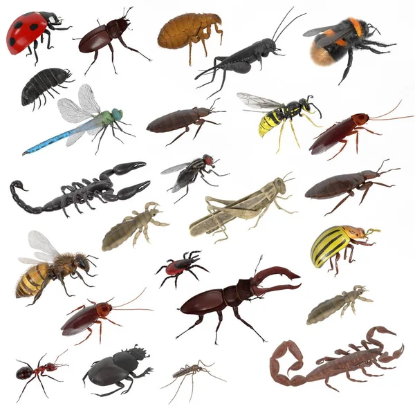 Realistyczne 3d render owadów - duża kolekcja — Zdjęcie stockowe