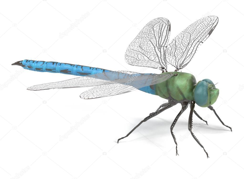 realistic 3d render of emperor dragonfly