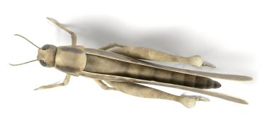 Çekirge gerçekçi 3d render