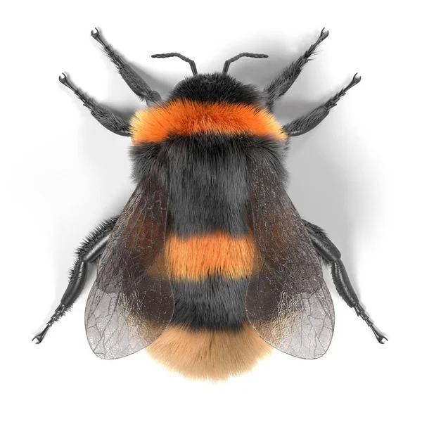 Rendu 3D réaliste de bombus terrestris — Photo