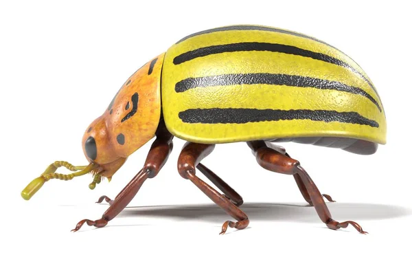 Realistic 3d render of potato beetle — Stock Photo, Image