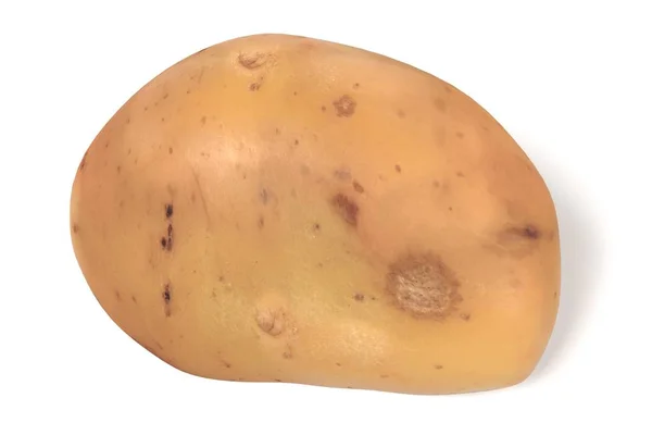 Realistisk 3d render potatis — Stockfoto