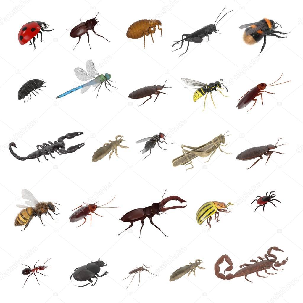 realistic 3d render of insect - large collection