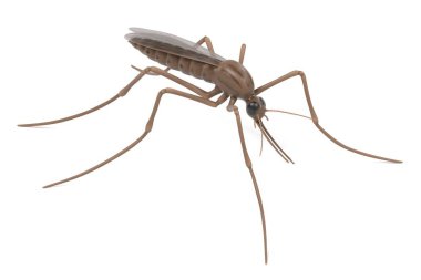realistic 3d render of anopheles gambiae clipart