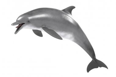 şişe burunlu yunus gerçekçi 3d render