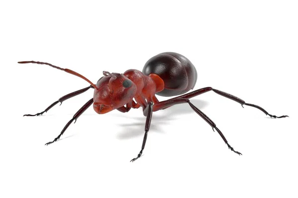 Realistic 3d render of ant — Stock Photo, Image