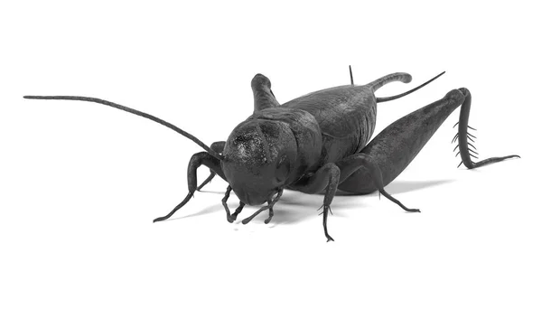 Realistic 3d render of field cricket — Stock Photo, Image