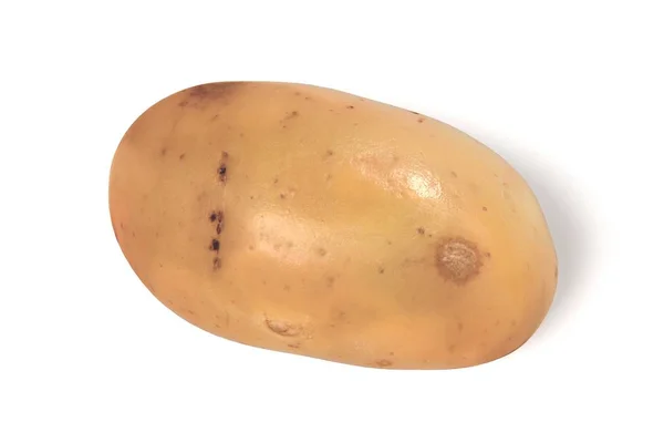 Realistisk 3d render potatis — Stockfoto