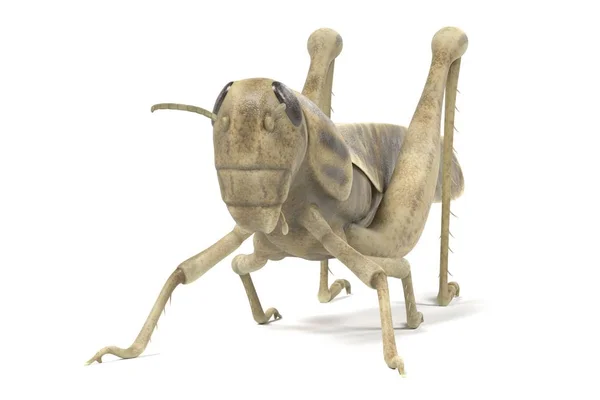 Realistische 3D-Darstellung der Heuschrecke — Stockfoto