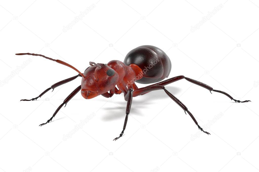 realistic 3d render of ant