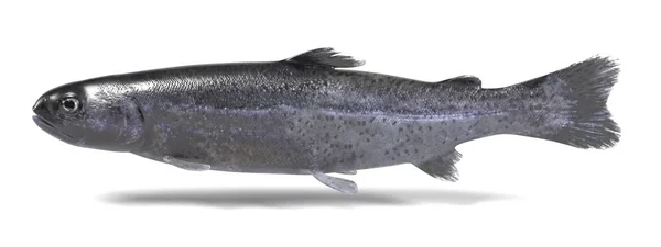 Realistic 3d render of trout — Stock Photo, Image