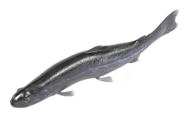 Realistic 3d render of trout — Stock Photo, Image