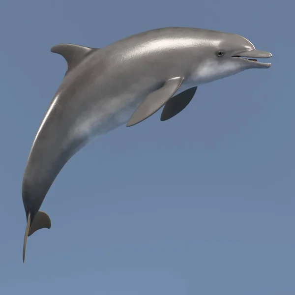 バンドウイルカの現実的な 3 d のレンダリング — ストック写真
