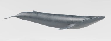 Mavi balinanın gerçekçi 3d Render
