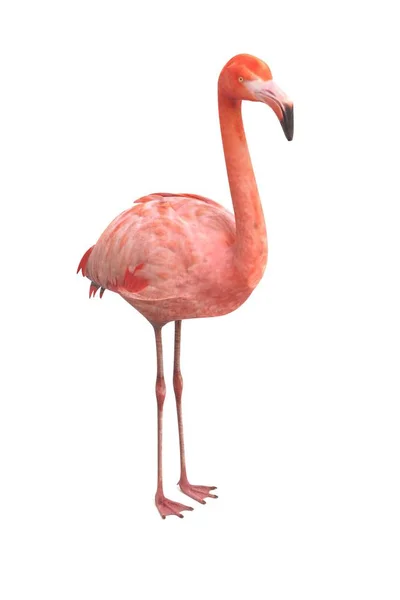 Renderização Realista Flamingo Americano — Fotografia de Stock