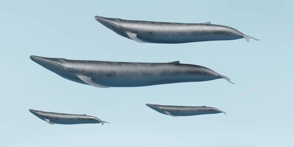 Render Realistico Balene Azzurre — Foto Stock