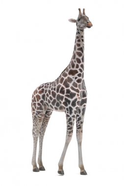 Zürafa (Rothschild gerçekçi 3d Render)