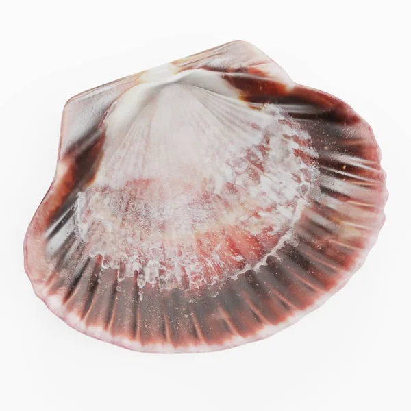 Realistic Render Clam — Stock Photo, Image