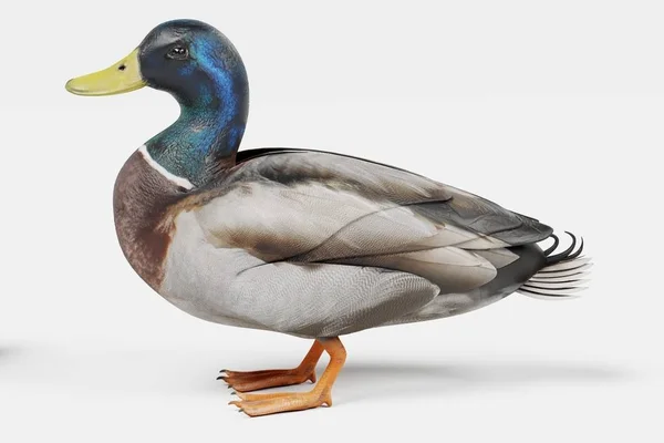 Realista Renderizado Pato — Foto de Stock