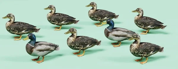 Realistic Render Ducks — Stock Photo, Image