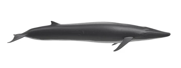 Realistische Darstellung Des Finnwals — Stockfoto