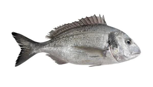 逼真的3D 头鲷鱼的渲染 — 图库照片