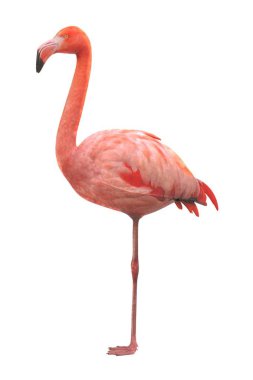 Amerikan flamingo gerçekçi 3d render