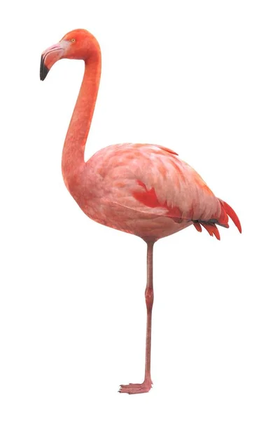 Realistisk Render Amerikanska Flamingo — Stockfoto