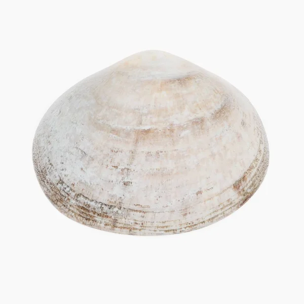 Realistic Render Clam — Stock Photo, Image