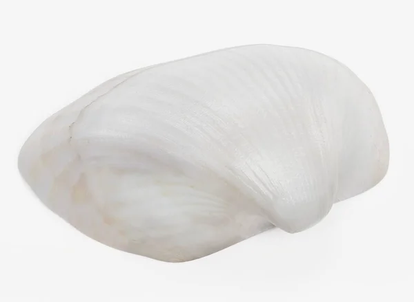 Realistyczne Render Clam — Zdjęcie stockowe