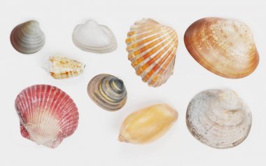 Deniz kabuklarını gerçekçi 3d Render