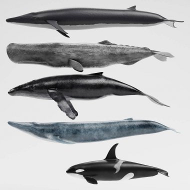 Realistic 3D Render of Whales Collection clipart