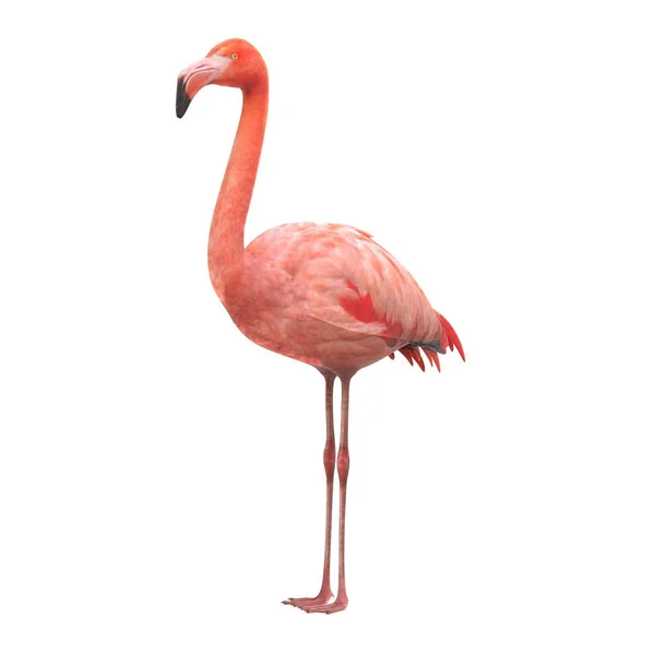 Realistisk Render Amerikanska Flamingo — Stockfoto