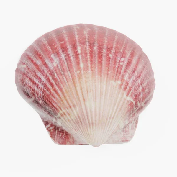 Realistyczne Render Clam — Zdjęcie stockowe