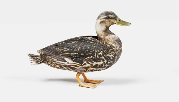 Realistische Darstellung Der Ente — Stockfoto