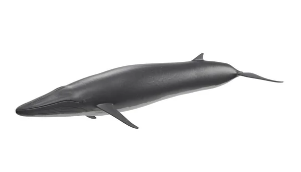 ナガスクジラの現実的な のレンダリング — ストック写真